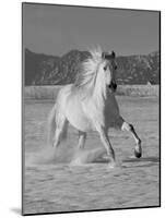 Gray Andalusian Stallion, Cantering in Snow, Longmont, Colorado, USA-Carol Walker-Mounted Photographic Print