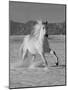 Gray Andalusian Stallion, Cantering in Snow, Longmont, Colorado, USA-Carol Walker-Mounted Photographic Print