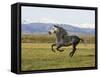 Gray Andalusian Stallion, Cantering Profile, Longmont, Colorado, USA-Carol Walker-Framed Stretched Canvas
