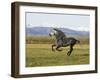 Gray Andalusian Stallion, Cantering Profile, Longmont, Colorado, USA-Carol Walker-Framed Photographic Print