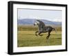 Gray Andalusian Stallion, Cantering Profile, Longmont, Colorado, USA-Carol Walker-Framed Photographic Print