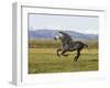 Gray Andalusian Stallion, Cantering Profile, Longmont, Colorado, USA-Carol Walker-Framed Photographic Print