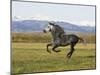 Gray Andalusian Stallion, Cantering Profile, Longmont, Colorado, USA-Carol Walker-Mounted Photographic Print
