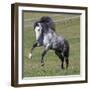 Gray Andalusian Stallion Running, Ojai, California, USA-Carol Walker-Framed Photographic Print