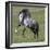 Gray Andalusian Stallion Running, Ojai, California, USA-Carol Walker-Framed Photographic Print