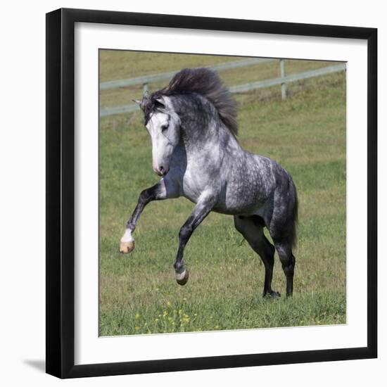 Gray Andalusian Stallion Running, Ojai, California, USA-Carol Walker-Framed Photographic Print