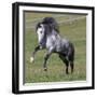 Gray Andalusian Stallion Running, Ojai, California, USA-Carol Walker-Framed Photographic Print