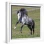 Gray Andalusian Stallion Running, Ojai, California, USA-Carol Walker-Framed Photographic Print