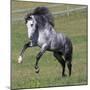 Gray Andalusian Stallion Running, Ojai, California, USA-Carol Walker-Mounted Photographic Print