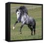 Gray Andalusian Stallion Running, Ojai, California, USA-Carol Walker-Framed Stretched Canvas