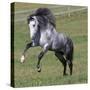 Gray Andalusian Stallion Running, Ojai, California, USA-Carol Walker-Stretched Canvas