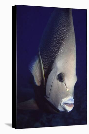 Gray Angelfish Closeup-Hal Beral-Stretched Canvas