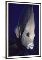 Gray Angelfish Closeup-Hal Beral-Framed Premium Photographic Print
