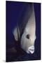 Gray Angelfish Closeup-Hal Beral-Mounted Premium Photographic Print