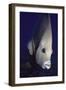 Gray Angelfish Closeup-Hal Beral-Framed Photographic Print