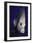 Gray Angelfish Closeup-Hal Beral-Framed Photographic Print