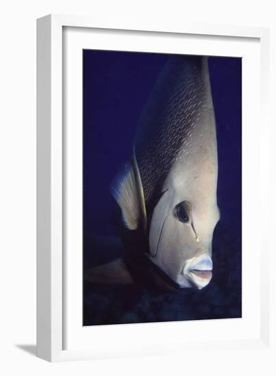 Gray Angelfish Closeup-Hal Beral-Framed Photographic Print