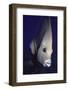 Gray Angelfish Closeup-Hal Beral-Framed Photographic Print