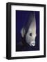 Gray Angelfish Closeup-Hal Beral-Framed Photographic Print