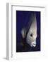 Gray Angelfish Closeup-Hal Beral-Framed Photographic Print