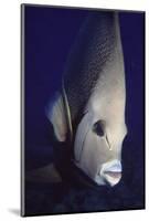 Gray Angelfish Closeup-Hal Beral-Mounted Photographic Print