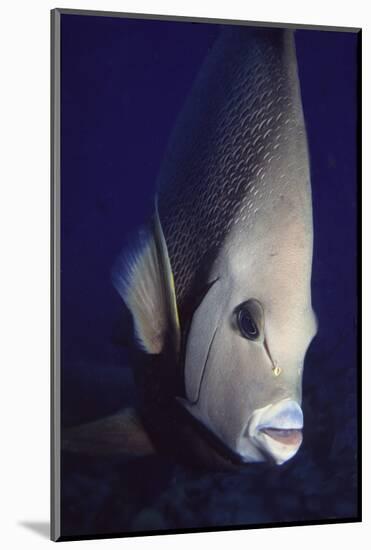 Gray Angelfish Closeup-Hal Beral-Mounted Photographic Print