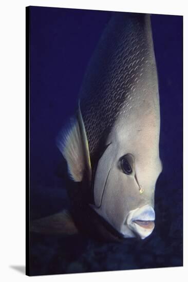 Gray Angelfish Closeup-Hal Beral-Stretched Canvas