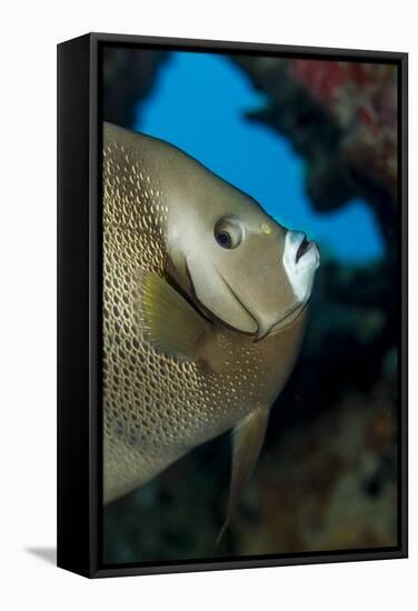 Gray Angelfish (Pomacanthus Arcuatus)-Stephen Frink-Framed Stretched Canvas