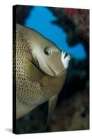 Gray Angelfish (Pomacanthus Arcuatus)-Stephen Frink-Stretched Canvas