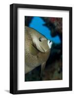 Gray Angelfish (Pomacanthus Arcuatus)-Stephen Frink-Framed Photographic Print