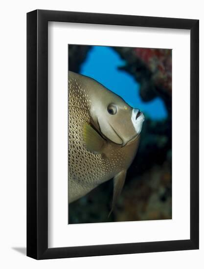 Gray Angelfish (Pomacanthus Arcuatus)-Stephen Frink-Framed Photographic Print