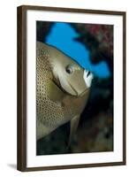 Gray Angelfish (Pomacanthus Arcuatus)-Stephen Frink-Framed Photographic Print