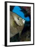 Gray Angelfish (Pomacanthus Arcuatus)-Stephen Frink-Framed Photographic Print