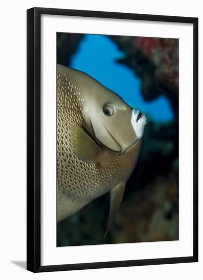 Gray Angelfish (Pomacanthus Arcuatus)-Stephen Frink-Framed Photographic Print