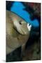 Gray Angelfish (Pomacanthus Arcuatus)-Stephen Frink-Mounted Photographic Print