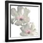 Gray Blush Cosmos I on White-Chris Paschke-Framed Art Print