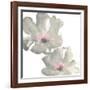 Gray Blush Cosmos I on White-Chris Paschke-Framed Art Print