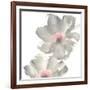 Gray Blush Cosmos II on White-Chris Paschke-Framed Art Print