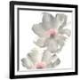 Gray Blush Cosmos II on White-Chris Paschke-Framed Premium Giclee Print