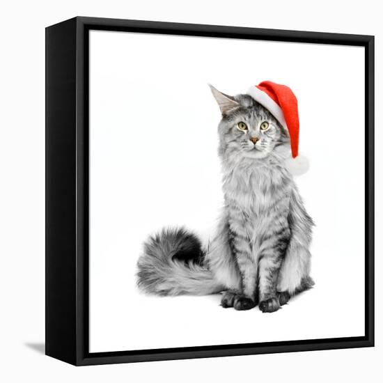 Gray Cat in Santa Suit-flibustier-Framed Stretched Canvas