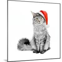 Gray Cat in Santa Suit-flibustier-Mounted Photographic Print