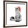 Gray Cat in Santa Suit-flibustier-Framed Photographic Print