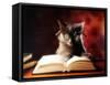 Gray Cat With Glasses Reading A Book-gila-Framed Stretched Canvas