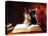 Gray Cat With Glasses Reading A Book-gila-Stretched Canvas