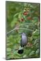 Gray Catbird in Serviceberry Bush, Marion, Illinois, Usa-Richard ans Susan Day-Mounted Photographic Print