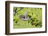 Gray catbird leaving serviceberry bush with berry, Marion County, Illinois.-Richard & Susan Day-Framed Photographic Print