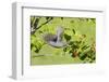 Gray catbird leaving serviceberry bush with berry, Marion County, Illinois.-Richard & Susan Day-Framed Photographic Print