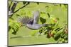 Gray catbird leaving serviceberry bush with berry, Marion County, Illinois.-Richard & Susan Day-Mounted Photographic Print