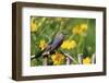 Gray Catbird on wooden fence near Lance-leaved Coreopsis, Marion, IL-Richard & Susan Day-Framed Photographic Print