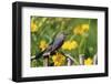 Gray Catbird on wooden fence near Lance-leaved Coreopsis, Marion, IL-Richard & Susan Day-Framed Photographic Print